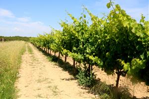 Pla general d'unes vinyes del Penedès. ACN