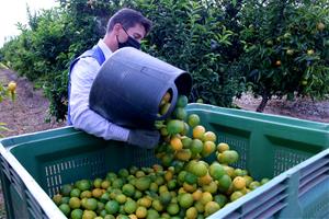 Pla mitjà d'un collidor de mandarines buidant un dels basquets en una caixa. Imatge del 21 d'octubre de 2020. ACN