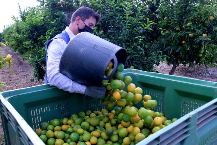 Pla mitjà d'un collidor de mandarines buidant un dels basquets en una caixa. Imatge del 21 d'octubre de 2020. ACN