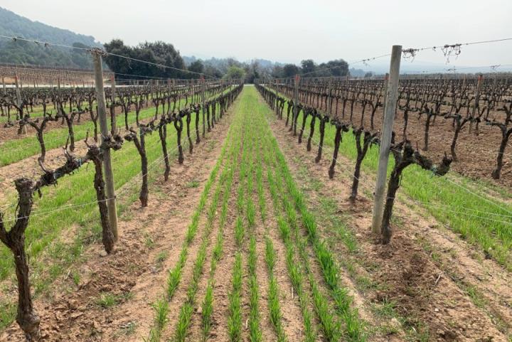 Pla obert de vinyes Jean Leon, de la Família Torres, situades al Penedès, el 15 de març del 2021. Família Torres