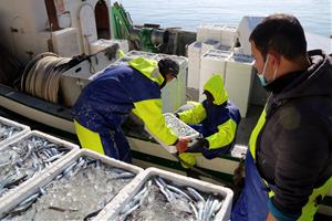 Pla picat de diversos mariners descarregant al moll diverses caixes de seitó, al barri del Serrallo de Tarragona. ACN