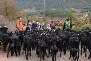 Pla tancat d'un ramat transhumant traspassant el municipi d’Ulldemolins en el seu trajecte cap a Alforja, passant per un antic camí ramader. ACN