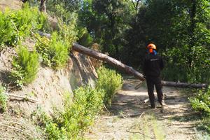 Plantar pins a terrenys en desús i aclarides per tenir més producció: el sector del pinyó a Catalunya busca reactivar-se