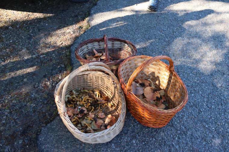 Preveuen que la temporada del bolet s'allargui unes setmanes si les pluges del cap de setmana són 