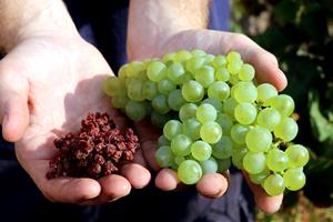 Primer pla de raïm de la varietat chardonnay sec per culpa del míldiu i d'un raïm de la mateixa varietat sa. ACN