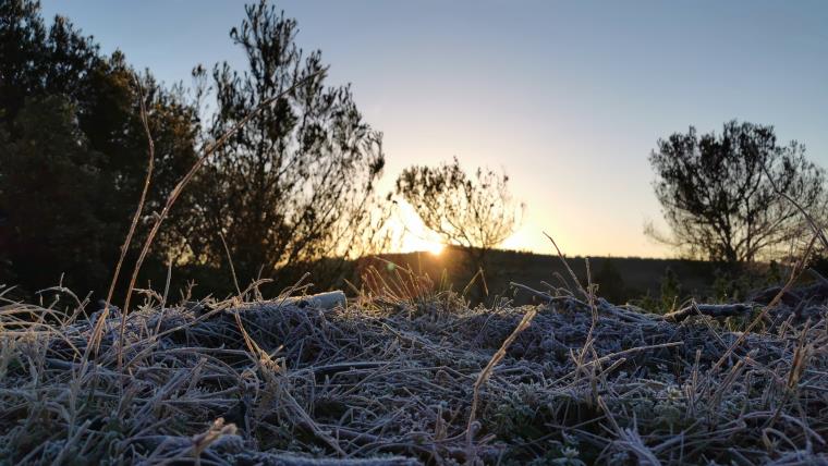 Primera glaçada important al Penedès. Fran Lorenzo