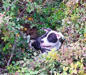 Rescaten un gos que havia caigut a un pou del torrent de la Pastera de Vilanova. Policia local de Vilanova
