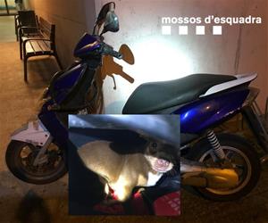 Rescaten un gos que havien tancat sota el seient d'una moto al Vendrell. Mossos d'Esquadra