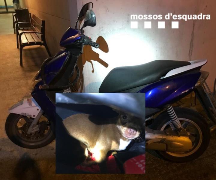 Rescaten un gos que havien tancat sota el seient d'una moto al Vendrell. Mossos d'Esquadra