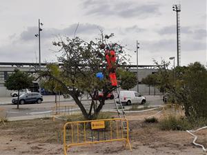 Retiren un vesper de vespa asiàtica al costat de l'skatepark de Vilanova. Ajuntament de Vilanova