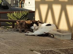 Sant Pere de Ribes amplia l’ordenança sobre tinença d’animals per regular les colònies de gats. Ajt Sant Pere de Ribes