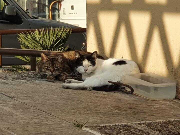 Sant Pere de Ribes amplia l’ordenança sobre tinença d’animals per regular les colònies de gats. Ajt Sant Pere de Ribes