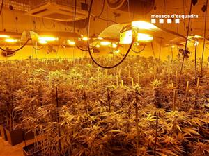 Sis detinguts per cultivar més de 1.700 plantes de marihuana en una nau industrial d'Òdena. Mossos d'Esquadra