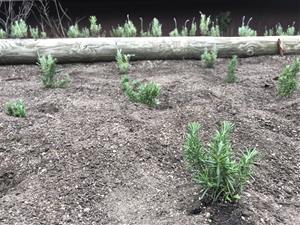 Sitges naturalitza els Jardins de Terramar i el parc dels Garrofers amb la plantació de 350 espècies. Ajuntament de Sitges