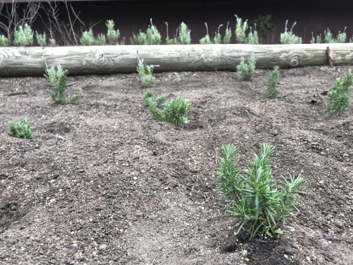 Sitges naturalitza els Jardins de Terramar i el parc dels Garrofers amb la plantació de 350 espècies. Ajuntament de Sitges