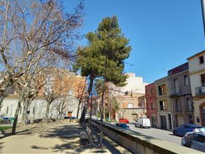 Tallaran un exemplar de pi blanc al parc Tívoli de Vilafranca pel risc de trencament i caiguda. Ajuntament de Vilafranca