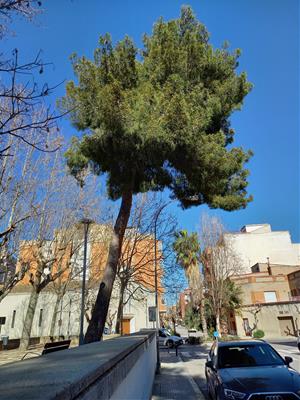 Tallaran un exemplar de pi blanc al parc Tívoli de Vilafranca pel risc de trencament i caiguda