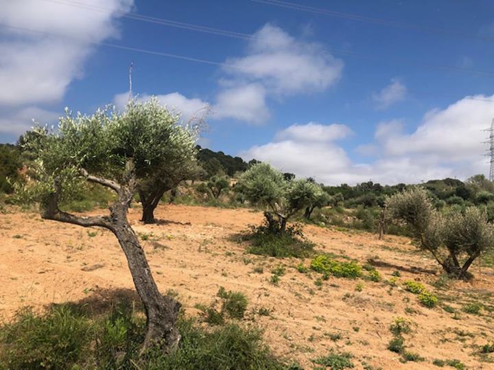 Torre del Veguer amplia finques i planta noves vinyes i oliverars al Garraf. Torre del Veguer