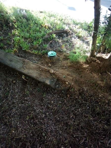 Trampes de feromones i injeccions fitosanitàries a Sant Pere de Ribes contra el morrut. Ajt Sant Pere de Ribes