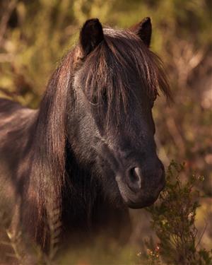 Un caçador mata un poni pottoka durant una batuda de senglars al parc natural del Garraf. Fundació Miradna