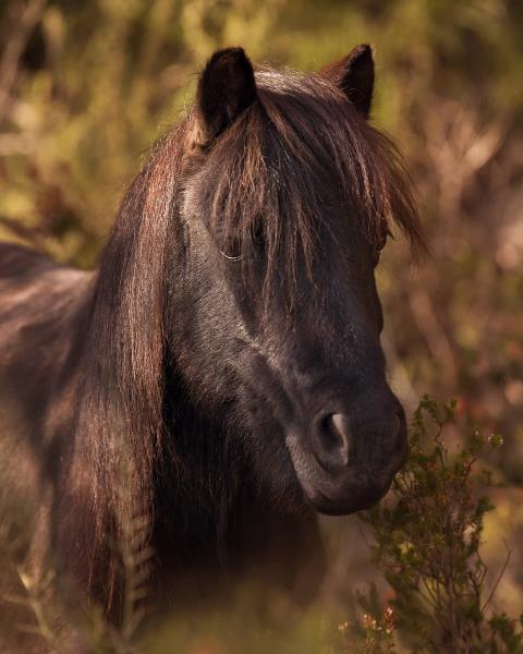 Un caçador mata un poni pottoka durant una batuda de senglars al parc natural del Garraf. Fundació Miradna