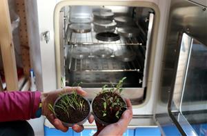 Un projecte innovador de l'Anoia posa al mercat llavors per cultivar a casa plantes silvestres comestibles. ACN