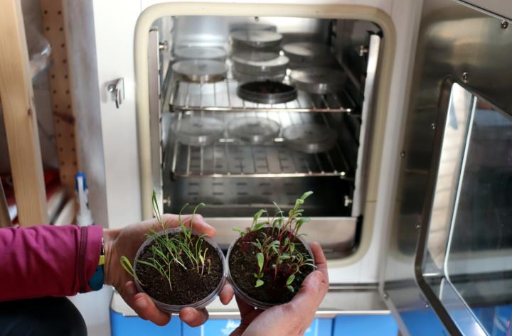 Un projecte innovador de l'Anoia posa al mercat llavors per cultivar a casa plantes silvestres comestibles. ACN