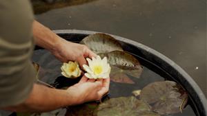 Un projecte únic per recuperar el nenúfar blanc i preservar la biodiversitat. Agbar