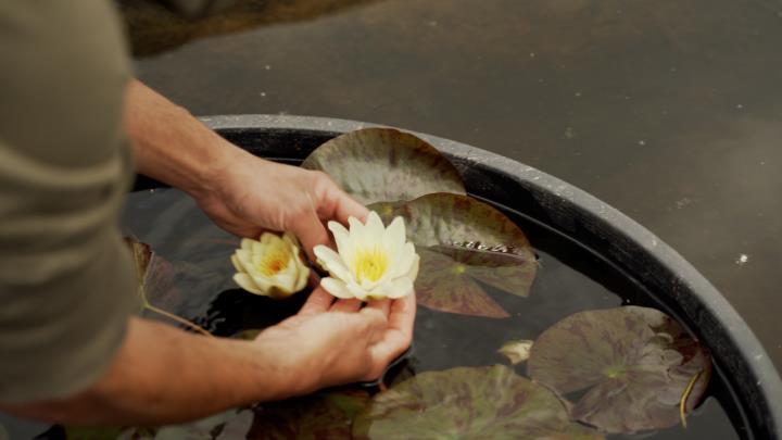 Un projecte únic per recuperar el nenúfar blanc i preservar la biodiversitat. Agbar