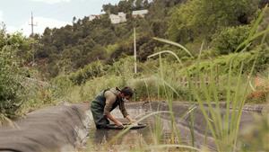 Un projecte únic per recuperar el nenúfar blanc i preservar la biodiversitat