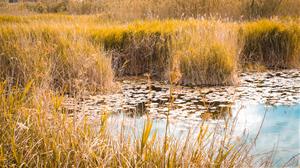 Un projecte únic per recuperar el nenúfar blanc i preservar la biodiversitat