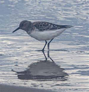 Un territ tres dits, Calidris alba. Marga Serra