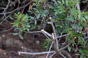 Veïns del Penedès denuncien 