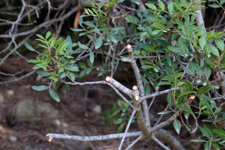 Veïns del Penedès denuncien 