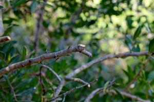 Veïns del Penedès denuncien 