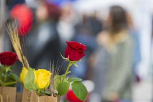 Vilafranca celebrarà Sant Jordi a la rambla de Sant Francesc amb parades de roses i llibres estrictament professionals