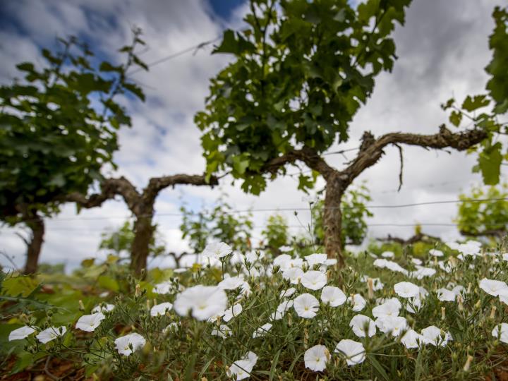 Vilafranca del Penedès acollirà el Primer Simposi de Viticultura Regenerativa, impulsat per la família Torres. Família Torres