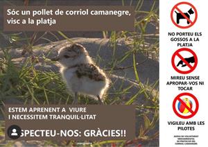 Vilanova augmenta les mesures per protegir el corriol camanegre a la platja de Ribes Roges