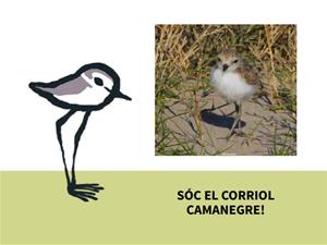 Vilanova augmenta les mesures per protegir el corriol camanegre a la platja de Ribes Roges