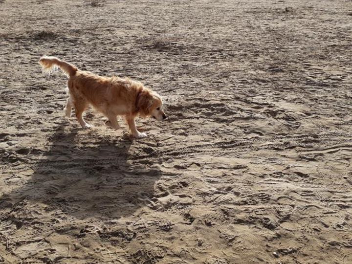 Vilanova avança a l'1 de març la prohibició dels gossos a la platja de Ribes Roges pel corriol camanegre. Ajuntament de Vilanova