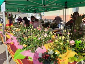 Vilanova i la Geltrú s'omple de llibres i roses per la diada més esperada de Sant Jordi