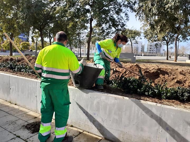 Vilanova reposa gairebé 400 arbres a diferents barris. Ajuntament de Vilanova