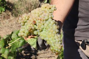 Acció Climàtica situa en 0,40 i 0,46 euros de mitjana els costos de producció del quilo de raïm per elaborar cava