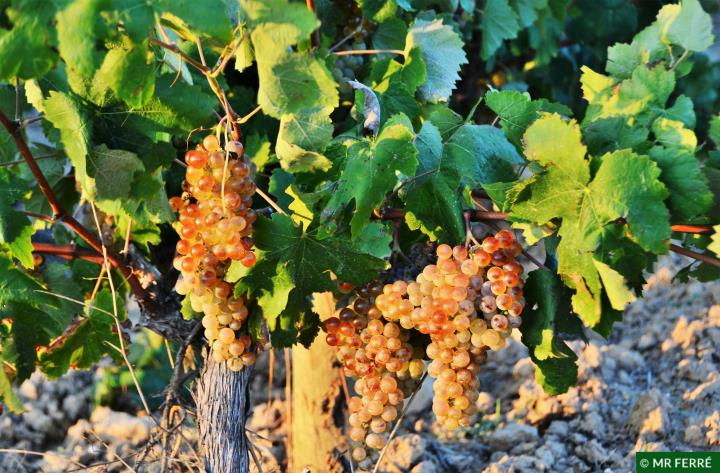 1a Passejada en època de verema a Subirats 