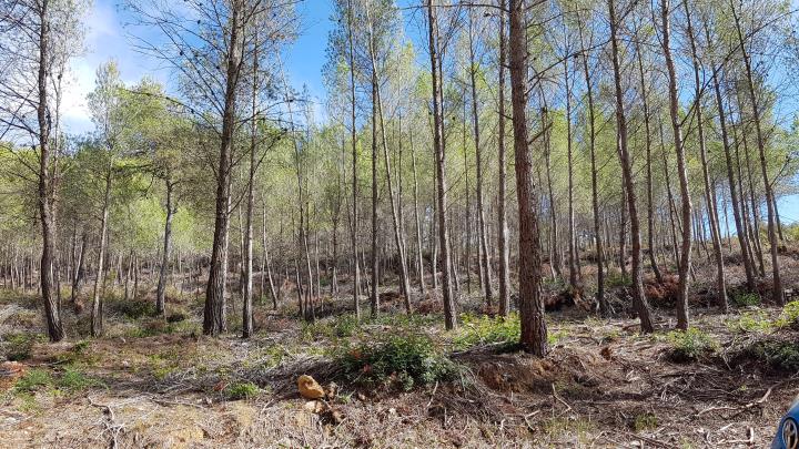 Jornada sobre bioeconomia del bosc a Olivella