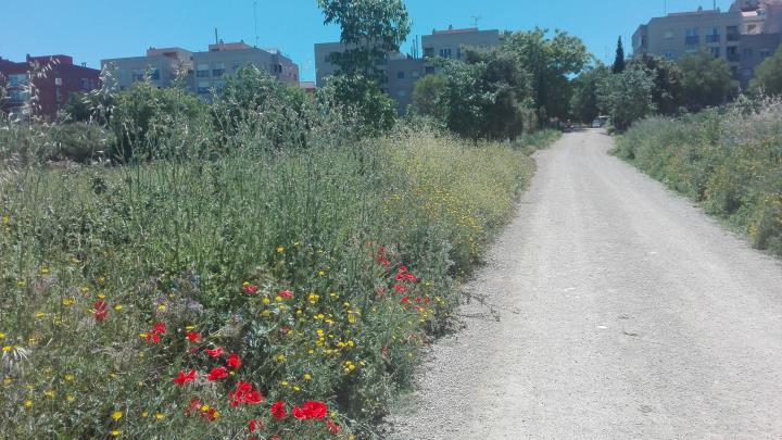 Les flors, protagonistes de “Els diumenges a Sant Pau”