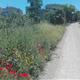Les+flors%2c+protagonistes+de+%e2%80%9cEls+diumenges+a+Sant+Pau%e2%80%9d