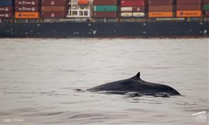 Albiren la primera balena de la temporada davant de la costa de Cunit. Associació Cetàcea
