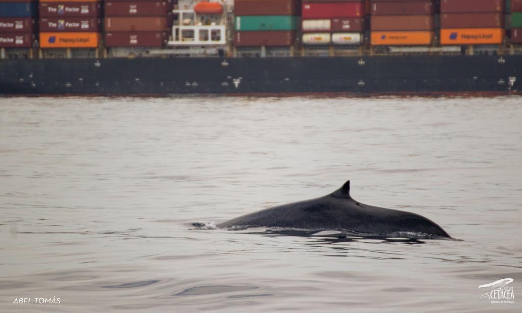 Albiren la primera balena de la temporada davant de la costa de Cunit. Associació Cetàcea