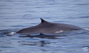 Albiren la primera balena de la temporada davant de la costa de Cunit